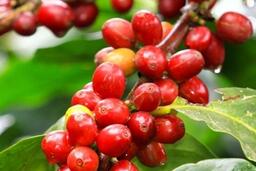 Giá cà phê tăng 2.800 đồng/kg, dự báo tiếp tục giữ ở mức cao
