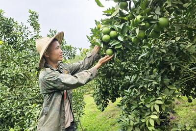 <a href="/tong-hop" title="Tổng hợp" rel="dofollow">Tổng hợp</a>