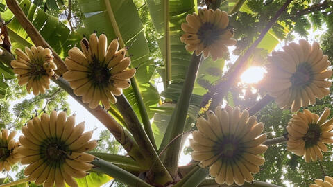 Bài Văn tả cây chuối của học sinh thành phố khiến dân tình cười mém xỉu, xem AI vẽ hình minh họa càng sang chấn hơn