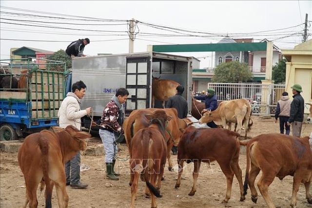 Nhộn nhịp chợ trâu, bò lớn nhất vùng Bắc Trung bộ - Ảnh 2. Nhộn nhịp chợ trâu, bò lớn nhất vùng Bắc Trung bộ - Ảnh 2.