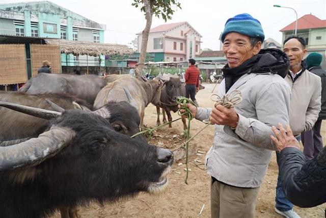Nhộn nhịp chợ trâu, bò lớn nhất vùng Bắc Trung bộ - Ảnh 3. Nhộn nhịp chợ trâu, bò lớn nhất vùng Bắc Trung bộ - Ảnh 3.