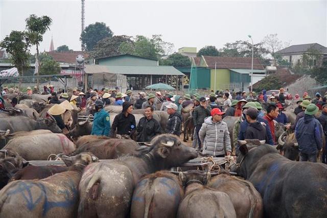 Nhộn nhịp chợ trâu, bò lớn nhất vùng Bắc Trung bộ - Ảnh 1. Nhộn nhịp chợ trâu, bò lớn nhất vùng Bắc Trung bộ - Ảnh 1.