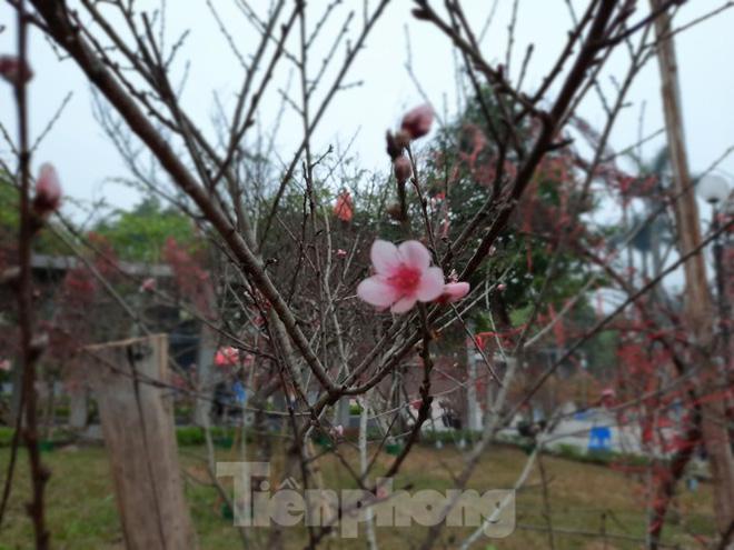 Cận cảnh xe đào dán tem đầu tiên từ Sơn La xuống Hà Nội - Ảnh 7. Cận cảnh xe đào dán tem đầu tiên từ Sơn La xuống Hà Nội - Ảnh 7.