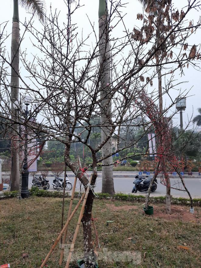 Cận cảnh xe đào dán tem đầu tiên từ Sơn La xuống Hà Nội - Ảnh 4. Cận cảnh xe đào dán tem đầu tiên từ Sơn La xuống Hà Nội - Ảnh 4.