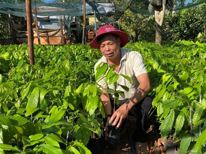 Ca cao tăng giá, cây giống cháy hàng nhưng vẫn còn đó nỗi lo trồng - chặt