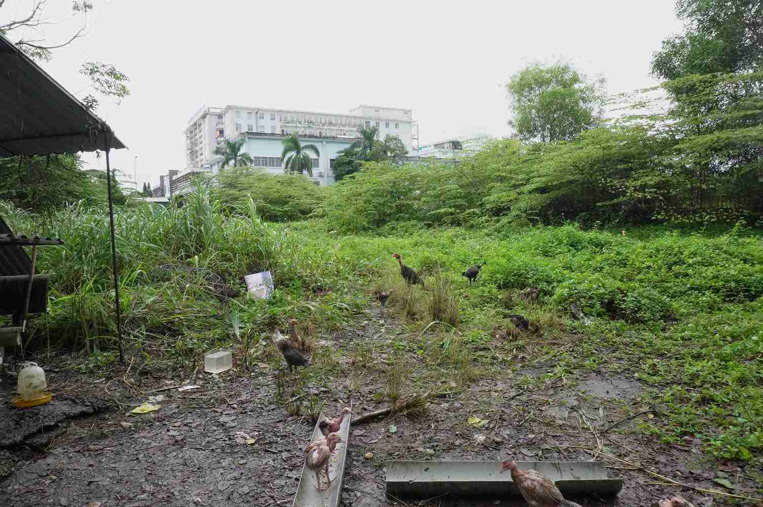 Dự án bệnh viện nghìn tỉ đồng giờ thành khu đất hoang, gây lãng phí rất lớn. Ảnh: Viên Nguyễn