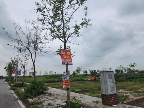 Dày đặc biển mua bán đất tái định cư ở Thư Lâm. Ảnh: Minh Hạnh