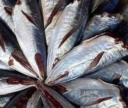 Mách bà nội trợ mẹo chọn loại cá bổ sung omega-3 hiệu quả