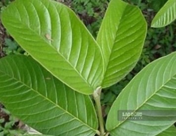 Hỗ trợ giảm mỡ máu bằng nước lá ổi: Hiểu đúng để tốt cho sức khỏe