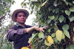 Neo mức 153.000 đồng/kg, giá tiêu có nhiều triển vọng tích cực ở trung và dài hạn