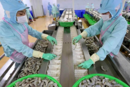 Sau năm thua lỗ kỷ lục, Thuỷ sản Minh Phú đặt kế hoạch lãi gần 1.000 tỷ năm 2025