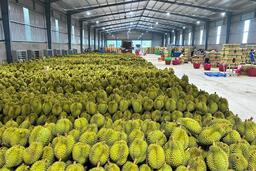 Xuất khẩu rau quả giảm sâu, đe dọa mục tiêu xuất khẩu 8 tỷ USD của ngành trong năm nay