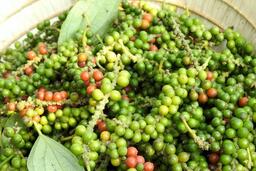 Giá tiêu tăng 5.000 đồng/kg, tiến gần mốc 150.000 đồng