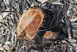 Xử lý nghiêm sai phạm vụ chặt rừng phòng hộ trước sáp nhập xã ở Huế