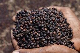 Giá tiêu giữ mức 140.000 đồng/kg