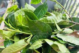 5 loại lá cây dân dã giúp giải độc, làm sạch phổi