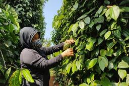 Thị trường ít biến động, giá tiêu giữ mức 143.000 đồng/kg