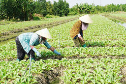 Nông thôn một xã tỉnh Đồng Tháp ‘thay áo mới’, nông dân liên tục giàu lên vì một lý do bất ngờ