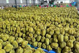 Kim ngạch xuất khẩu rau quả tăng mạnh, tiến gần mục tiêu 8 tỷ USD