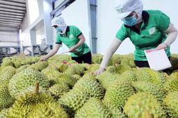 Nguồn vốn ngân hàng “trợ lực” để ngành rau quả bứt tốc phát triển