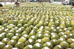 Mít tươi Việt Nam được “mở đường” xuất khẩu chính ngạch sang Trung Quốc