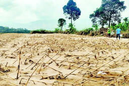 Khôi phục sản xuất - chìa khóa ổn định sau lũ