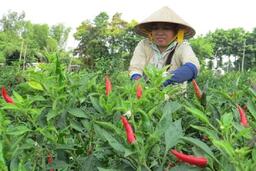 Ớt tươi đỏ lửa cuối năm, thu hoạch tới đâu, thương lái mua hết tới đó