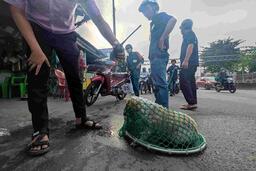 TPHCM quyết liệt xử lý chó thả rông