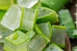 Uống nước ép lô hội thường xuyên, lợi ích và rủi ro cần biết