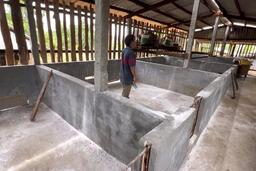 Quảng Ngãi lập Tổ thẩm định hồ sơ hỗ trợ kinh phí khắc phục dịch bệnh động vật