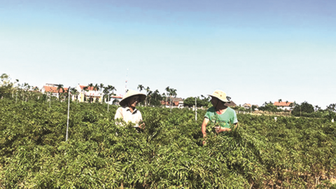 Nơi tín dụng bắt nhịp xây dựng nông thôn mới
