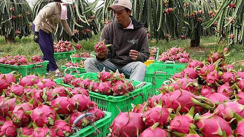 Hủy thu mua hàng trăm container thanh long vì dịch virus corona