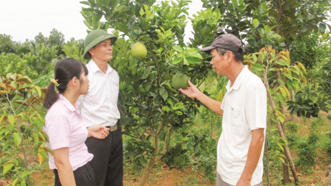 Dân ven đô thoát nghèo nhờ vốn ưu đãi