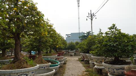 Nhà vườn đưa hàng loạt cây mai giá chục triệu đồng xuống vỉa hè bày bán