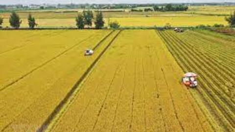 Giá lúa gạo bắt đầu tăng sau "sự kiện Ấn Độ"