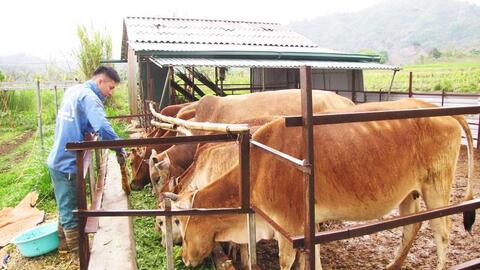 Cần làm rõ nguyên tắc hỗ trợ trong Dự thảo Nghị định về chính sách đầu tư hỗ trợ chăn nuôi