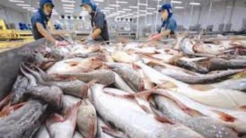 Doanh thu của "nữ hoàng cá tra" Vĩnh Hoàn giảm mạnh