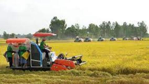 Một triệu héc ta lúa chất lượng cao: Cơ chế “kéo” doanh nghiệp vào chuỗi