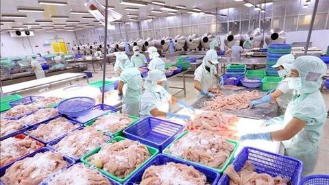 “Gỡ khó” cho cá tra tại các thị trường trọng điểm