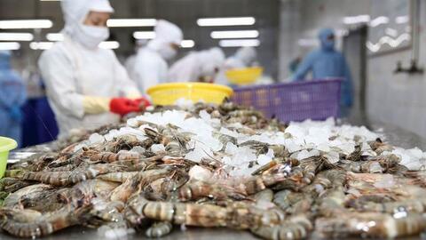 Doanh nghiệp tôm quy mô nghìn tỷ trên sàn chứng khoán sụt giảm 11% doanh số năm 2023
