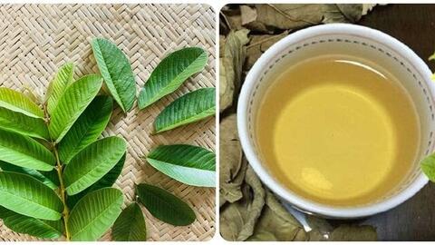 Nước lá ổi tốt cho sức khoẻ nhưng lại đại kỵ với người mắc bệnh này