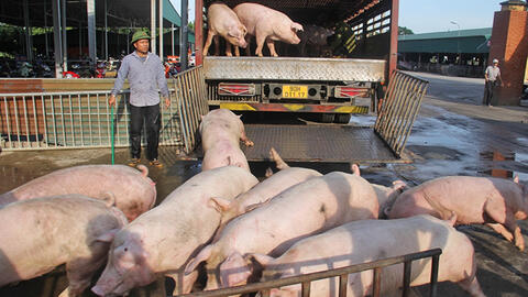 Giá heo hơi vào "sóng" tăng sắp chạm mốc 70.000 đồng/kg, nhiều "ông lớn" đua nhau tái đàn