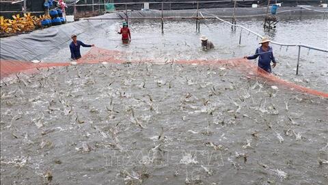 Giá tôm nguyên liệu ở Bến Tre giảm mạnh