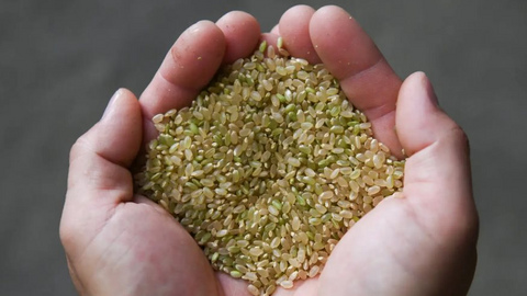 Vua gạo lâm nguy, Nhật Bản chạy đua tìm cách giải cứu