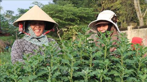 Làng hoa Tết lớn nhất miền Trung được mùa, trúng giá