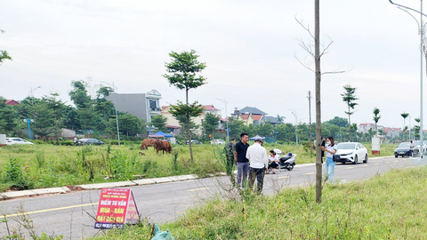 Bắc Giang tạm dừng giao dịch loạt lô đất vì đấu giá gian lận, thông đồng dìm giá
