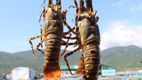 Trung Quốc sẽ tạo cơ chế đặc biệt cho tôm hùm bông Việt Nam