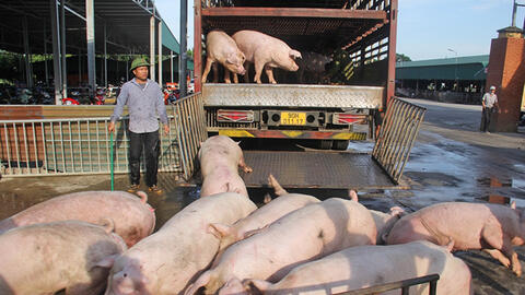 Giá heo hơi vào "sóng" tăng sắp chạm mốc 70.000 đồng/kg, nhiều "ông lớn" đua nhau tái đàn