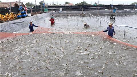 Giá tôm nguyên liệu ở Bến Tre giảm mạnh