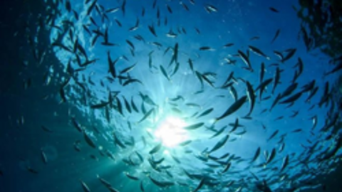 "Siêu thực phẩm" của Việt Nam được Châu Âu cực kỳ ưa chuộng: Italy mạnh tay tăng nhập khẩu tới 224%, giá bán leo tục leo thang